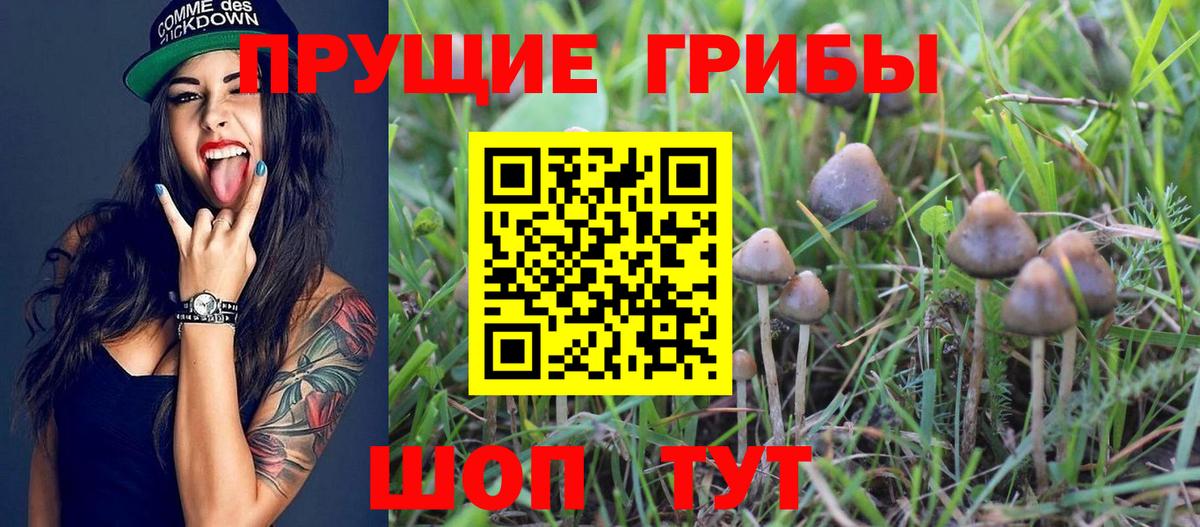 Псилоцибиновые грибы мицелий Ахтубинск